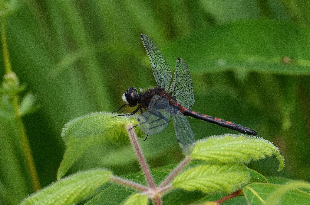 065 2016-06072186 Wachusett Meadow, MA.JPG - Hudsonian Whiteface Dragonfly (Leucorrhinia hudsonica).  Wachusett Meadow Wildlife Sanctuary, MA, 6-7-2016